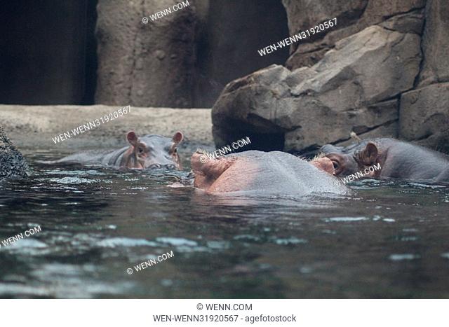 The reunion that the world has been waiting for finally happened this morning at the Cincinnati Zoo & Botanical Garden when baby Fiona and mum Bibi were joined...