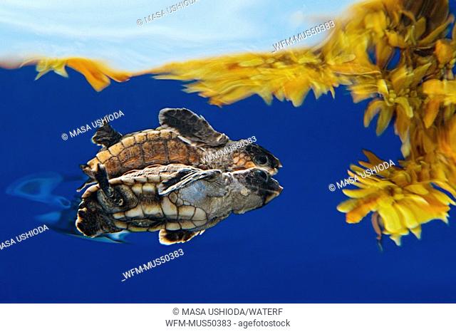 loggerhead sea turtle hatchling sheltering among sargassum weed, Caretta caretta, Sargassum natans, Sargasso Sea, Atlantic Ocean