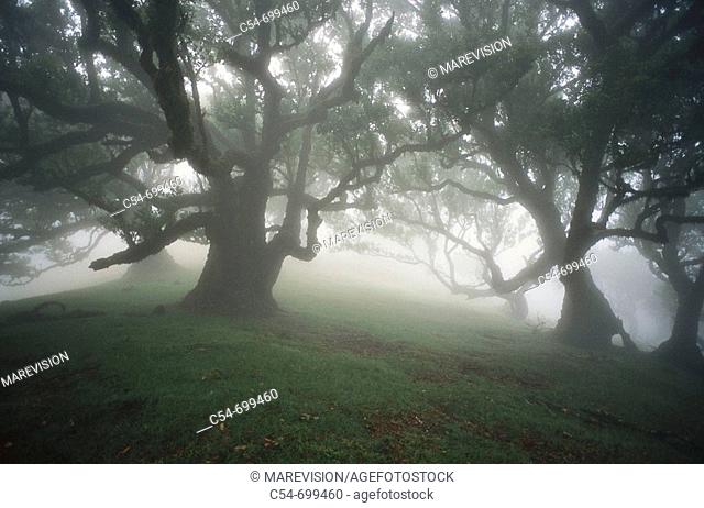 Eastern Atlantic. Madeira islands. Laurel forest (Laurus azorica)