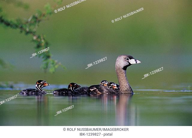 Pied-billed Grebe (Podilymbus podiceps), adult swimming with young on back, Willacy County, Rio Grande Valley, South Texas, USA