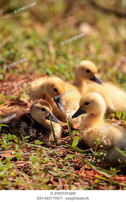 Baby Muscovy ducklings Cairina moschata flock together in a pond in Naples, Florida in summer