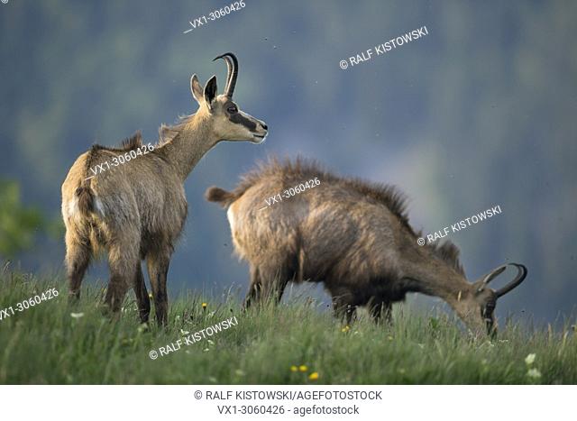 Chamois (Rupicapra rupicapra), two adults, standing in high grass of a flowering alpine meadow, one is watching, one is grazing, wildlife, France, Europe