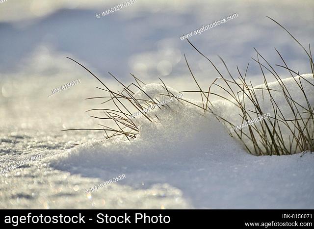 Blades of grass growing out of the snow, Kleine Fatra, Carpathian Mountains, Horna Suca, Slovakia, Europe