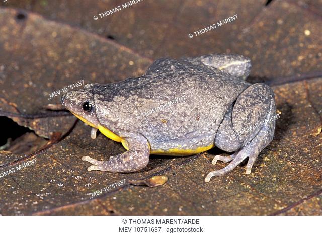 Narrow-mouthed Frog (Microhylidae)