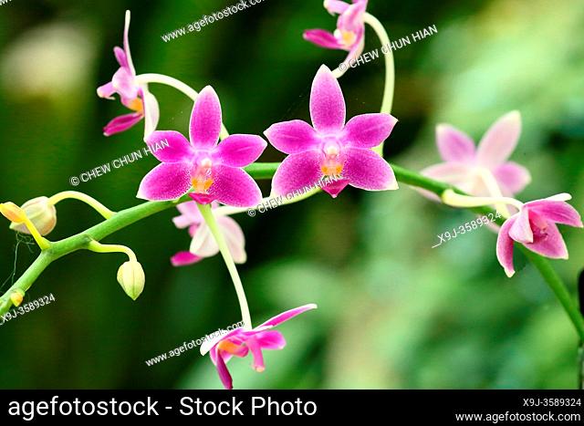 Orchid Flower in the garden, Phalaenopsis equestris, asparagales borneo, asia