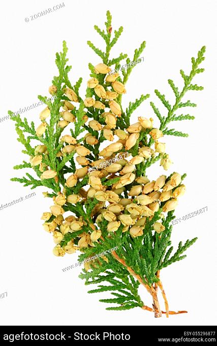 A branch of a thuja tree with young yellow yellow cones. Isolated on white studio macro concept