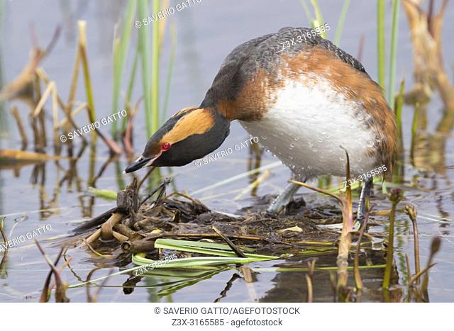 Horned Grebe (Podiceps auritus), adult standing on the nest