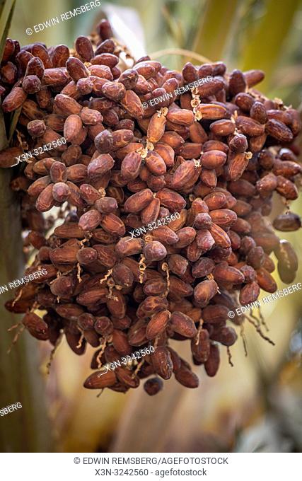 Bunch of dates (Phoenix dactylifera) growing on branch of date palm tree, Tighmert Oasis, Morocco