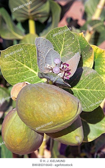 Calotrope, Apple of Sodom, Sodom apple, Mudar, Osheror stabragh (Calotropis procera, Asclepias procera, A. gigantea), blooming, Morocco