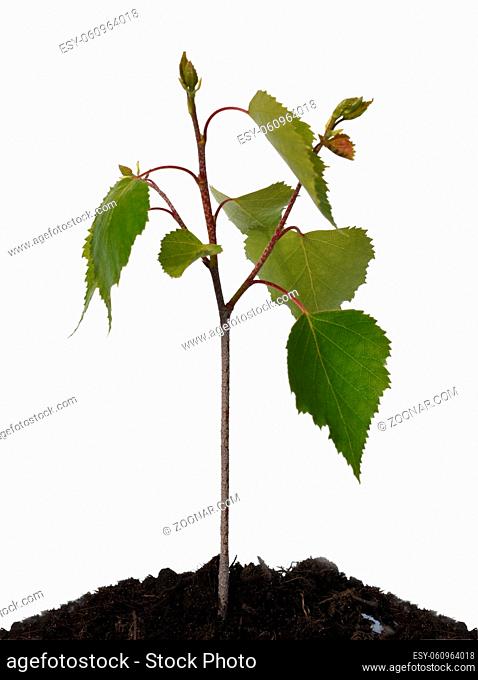 Birkenbaum; Birke; Sproessling; Jungpflanze; Betula