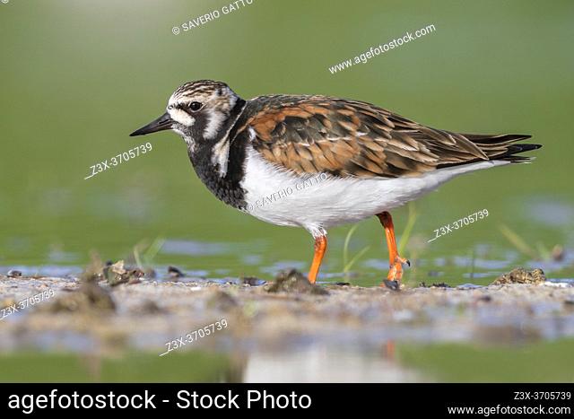 Ruddy Turnstone (Arenaria interpres), side view of an adult female standing in the water, Campania, Italy