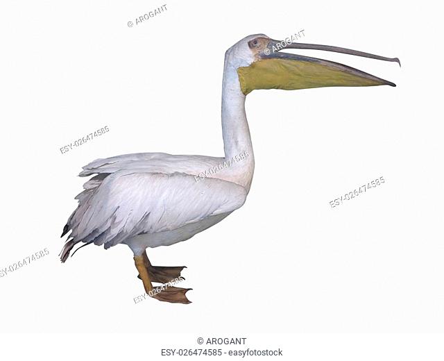White pelican standing proud isolated over white background