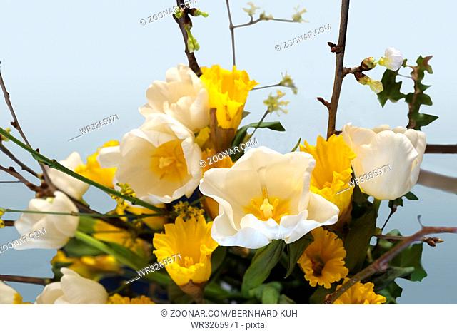 Oesterlicher Blumenstrauss mit gelben Osterglocken, weissen Tulpen, Zweigen und Efeuranken. Querformat. Easter Bouquet with yellow daffodils, white tulips