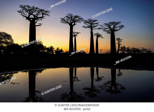 Avenue of the Baobabs, African baobab (Adansonia digitata), at sunset with reflection, Morondava, Madagascar
