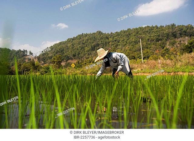 Female farmer with a hat, working in a rice paddy, rice plants in the water, rice farming, Northern Thailand, Thailand, Asia