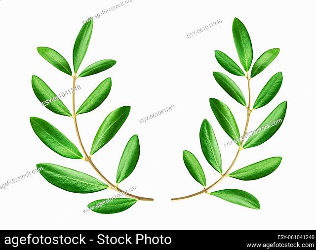 Olive wreath, two fresh olive branches isolated on white background with clipping path