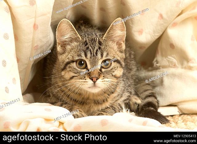 European shorthair kitten indoors