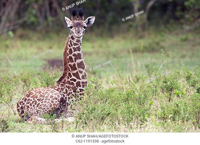 Maasai Giraffe (Giraffa camelopardalis tippelskirchi) calf sitting, Maasai Mara National Reserve, Kenya