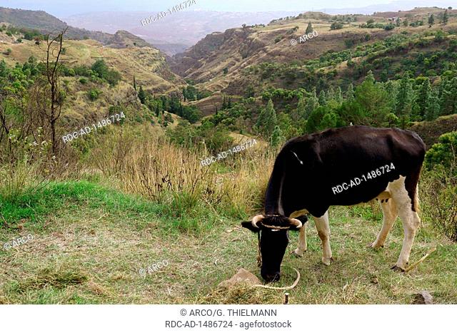 Grazing Cow, near Casa Florestal, near the Crater Cova de Paul, Highlands of Santo Antao Island, Cape Verde, Africa