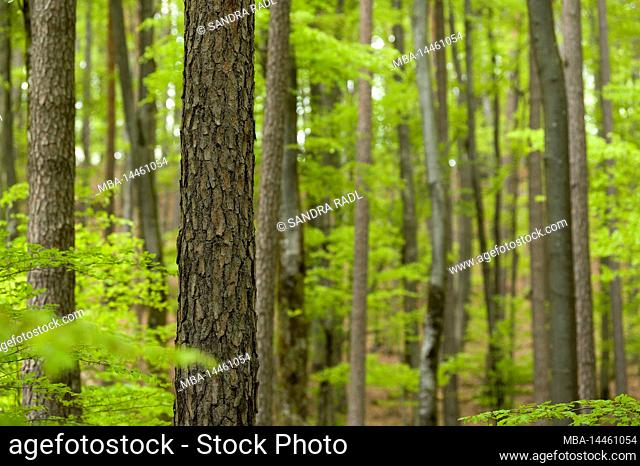 Spring forest, fresh light green leaves, Pfälzerwald Nature Park, Pfälzerwald-Nordvogesen Biosphere Reserve, Germany, Rhineland-Palatinate
