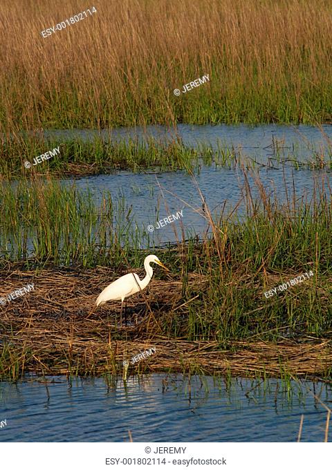 White Egret - Vertical