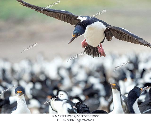 Landing in a huge colony. Imperial Shag also called King Shag, blue-eyed Shag, blue-eyed Cormorant (Phalacrocorax atriceps or Leucarbo atriceps)