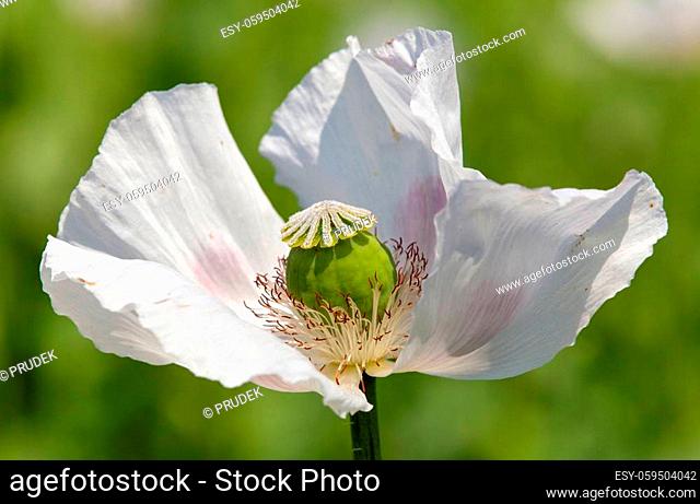 Detail of flowering opium poppy papaver somniferum, white colored poppy flower is grown in Czech Republic