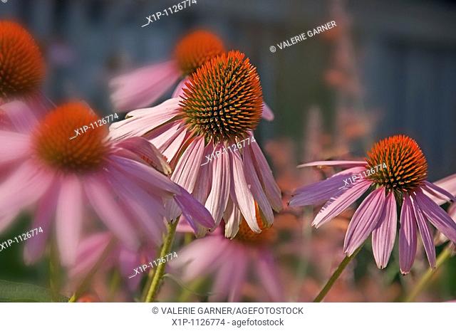 This image is Echinacea Pallida, commonly known as pink coneflower a beautiful summer perennial garden plant and herb Background intentionally blurred for...