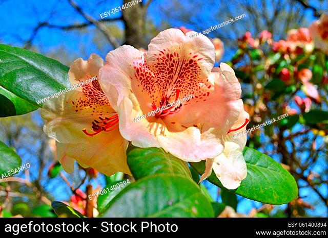 Azalea - rhododendrons, flowers. Floral background with rhododendrons. Bush of delicate flowers of azalea or rhododendron plant in a sunny spring day
