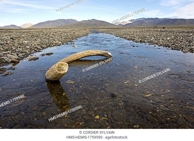 Russia, Chukotka autonomous district, Wrangel island, Doubtful village, mammoth tusk in the bed of the river (Doubtful river)