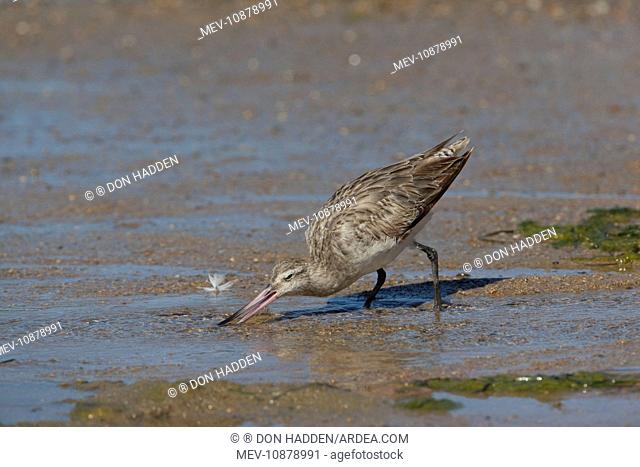 Bar-tailed Godwit (Limosa lapponica). On the foreshore at Cairns Esplanade, Queensland, Australia