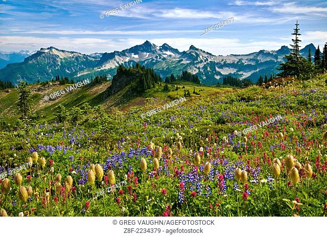 Wildflowers in meadow and view to Tatoosh Range from Skyline Trail in Paradise area; Mount Rainier National Park, Washington