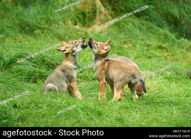 Eurasian wolf cubes, Canis lupus lupus, National Park, Bavarian Forest, Bavaria, Germany, Europe