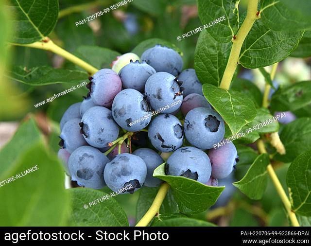 05 July 2022, Saxony, Mörtitz Bei Eilenburg: In the blueberry garden of Sandra Lorenz in the small village of Mörtitz near Eilenburg (North Saxony)