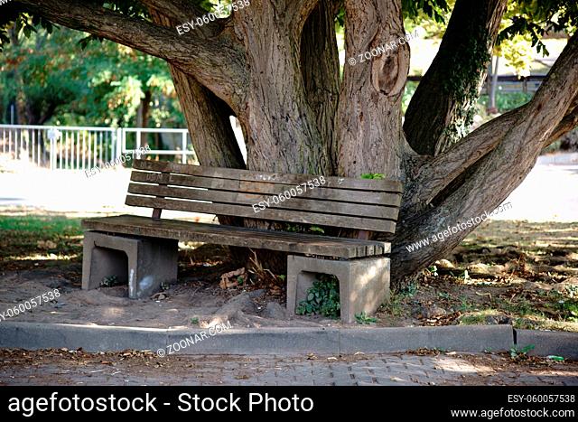 Eine Parkbank steht an dem knorrigen Baumstamm eines alten Baumes
