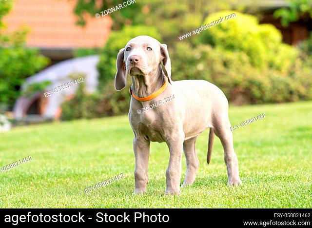 Portrait of cute weimaraner dog breed at the park
