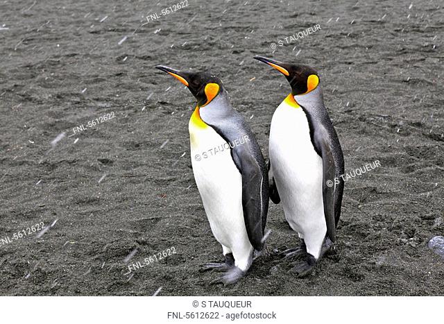 Two king penguins, Gold Harbour, South Georgia Island