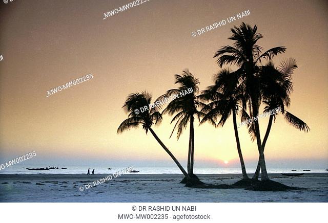 Coconut tress are standing beside Kuakata Beach, Kukata, Patuakhali 1989, Bangladesh