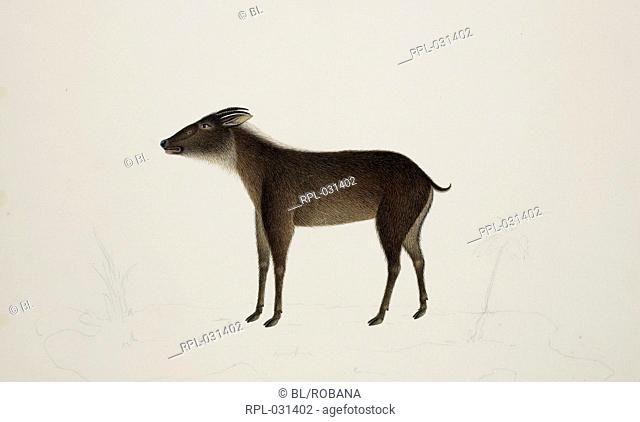 Serow 'Capricornis Sumatraensis' Bachstein. From an album of 51 drawings of birds and mammals made at Bencoolen, Sumatra, for Sir Stamford Raffles