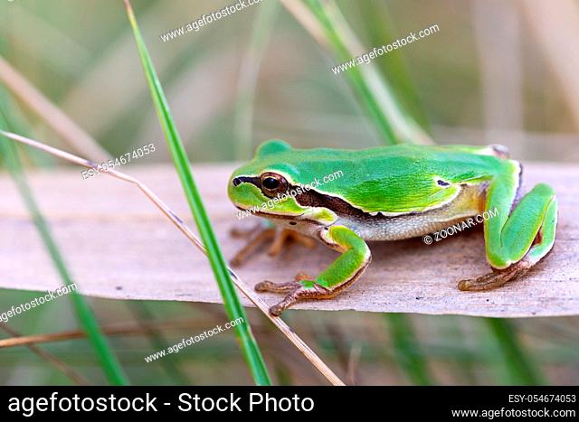 beautiful european tree frog (Hyla arborea formerly Rana arborea) on reeds, small amphibian from Europe. Hortobagy National Park, Hungary, puszta
