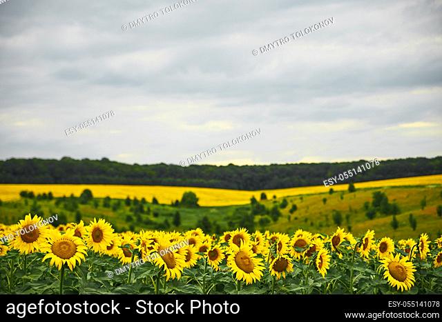 Summer on the sunflowers field. Agriculture and rural background