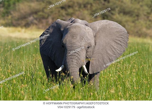 African elephant (Loxodonta africana) in tall grass in Botswana, Africa