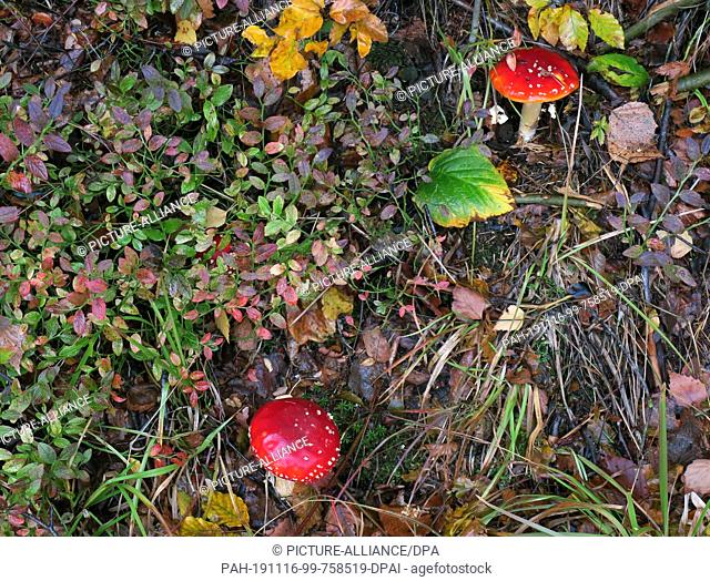 03 October 2019, Thuringia, Zella-Mehlis: Fly agarics grow in Ruppertstal next to autumn-coloured plants. Photo: Soeren Stache/dpa-Zentralbild/ZB