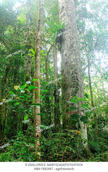 Endemic tree Retrophyllum rospigliosii San Eusebio Cloud Forest Merida Venezuela