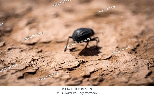 Morocco, Erg Chigaga, beetle in the Sahara desert