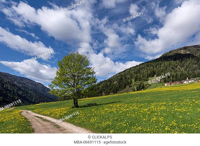 Europe, Italy, Trentino, Trento province, Fassa Valley, Moena district, Dolomites. Flowering meadow