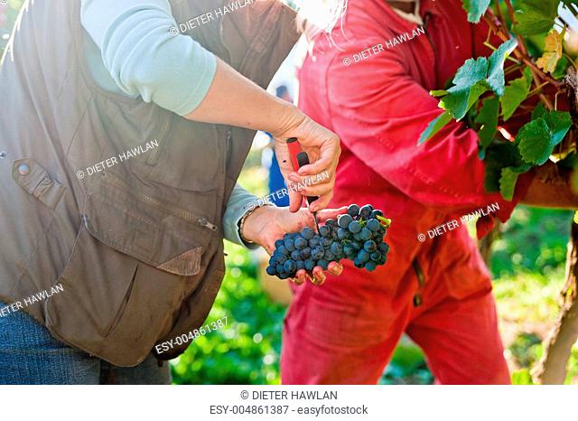 Two Workers on Vineyard