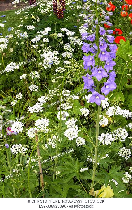Colourful summer UK cottage garden border with canterbury bells
