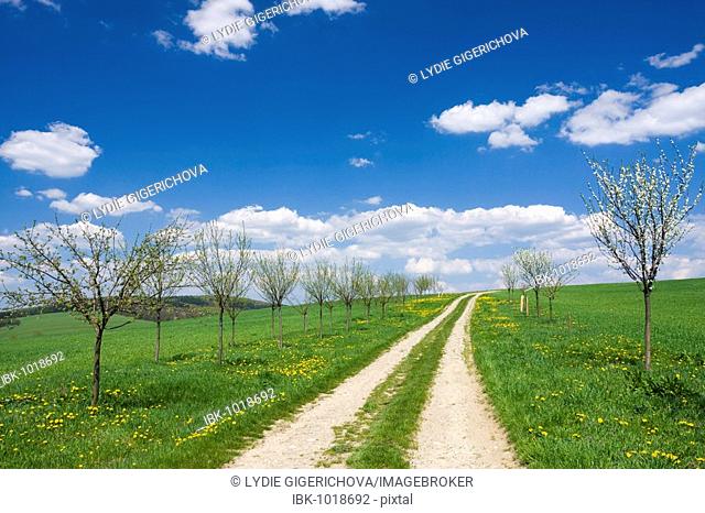 Spring landscape with gravel road and flowering trees near Stitna nad Vlari, Bile Karpaty, White Carpathian Mountains, protected landscape area, Moravia