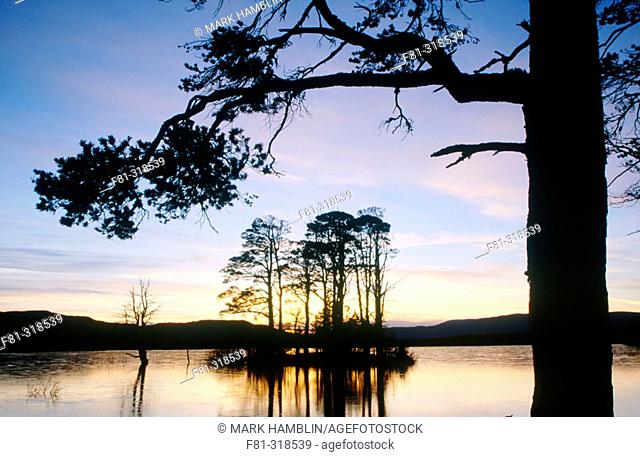 Loch Mallachie at sunset. Silhouette of scot's pines (Pinus sylvestris). Cairngorms National Park. Scotland. UK